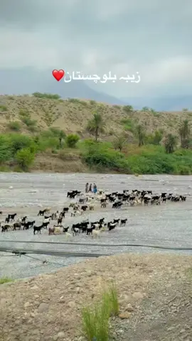 #duet with @Balochistanُ #balochistan  #fyp #viral @🍁ᎷᎧᏂᏕᎥᏁ ᏰᏗᏝᎧፈᏂ🍁 