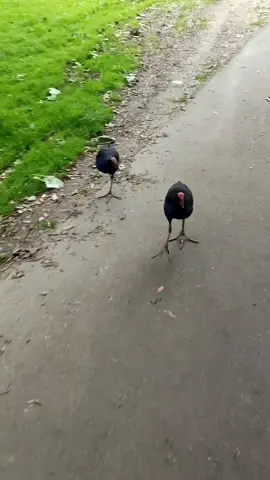 they're at it again  #pukeko #damn #damnation #fyp #foryou 