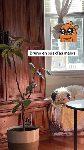 Amenecio triste el anciano #dogsoftiktok #senior 