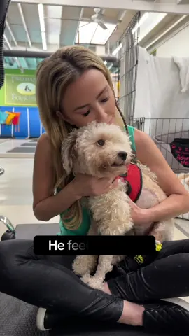 Adopt Ozzy ❤️ If ever there were a dog who defines the word “miracle,” it’s Ozzy. At just a year old, this tiny poodle mix has already survived more than most dogs ever will. He beat Parvo, one of the deadliest puppy viruses, and then survived being run over by a car—a tragedy that left both of his back legs badly injured and degloved. Thanks to the incredible team at ACCESS Specialty Animal Hospital, one of Ozzy’s legs was saved entirely, and surgeons were able to preserve most of his other leg through a complex skin graft procedure. He’s been in and out of the hospital for months, bravely enduring weekly bandage changes and long days of recovery with his trademark tail wagging through it all. Now, this little fighter is getting ready for the next chapter of his journey—his custom prosthetic that will help him run, play, and live the full puppy life he deserves. Ozzy’s heart is as big as his story. He’s gentle, endlessly affectionate, and happiest when he’s pressed up against you, reminding everyone he meets that love really does heal all wounds. He gets along beautifully with other dogs, but we think he’ll shine brightest as the only pet in the home—soaking up all the love he’s fought so hard to deserve. To learn more about Ozzy or start the adoption process, please contact info@twohandsfourpaws.com and info@theanimalrescuemission.org  #poodle #fyp #Love 