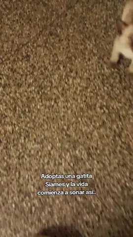 jajaja la amo!!!  #gatos  #siamesecat 