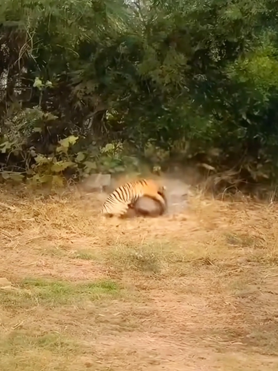 Cheetah attacked on Pig - animals attack - wildlife - nature #animalworld #wildlife #nature #amazingsounds #foryoupage 