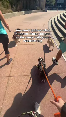 If you have a reactive dog you know this is a huge win. When we first brought Toad home, reactivity felt like one of those things we’d never get past. Walks were stressful, my anxiety was sky high, and I honestly didn’t know how we’d ever make progress. But we’ve been putting in the work and slowly building his confidence, and the biggest breakthrough has been pack walks. Something about moving together with other dogs gives him the structure and calm he needs, and it gives me the chance to practice without feeling like we’re on an island. Huge thank you to our friends & who woke up early on a weekend to walk with us. It might seem small, but to us this was everything. Wins like this are why we keep showing up and trying again. #reactivedog #reactivedogs #reactivedogtraining #reactivedogowner #leashreactivity #packwalk #dogtrainingjourney #positivedogtraining #dogtrainingtips #dogtraininglife #dogbehavior #balancedtraining #dogtrainingcommunity #dogsofinstagram #dogmomlife #dogmomsofinstagram #dogloversofinstagram #phillydogs #phillydogmom #phillydogcommunity