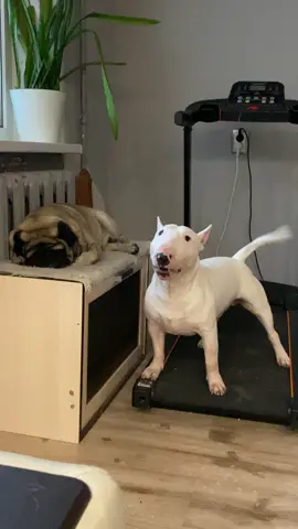 Когда никто не хочет с тобой играть 😁 #бультерьер #мопс #bullterrier #god 