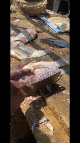 #اسماك_البحر 