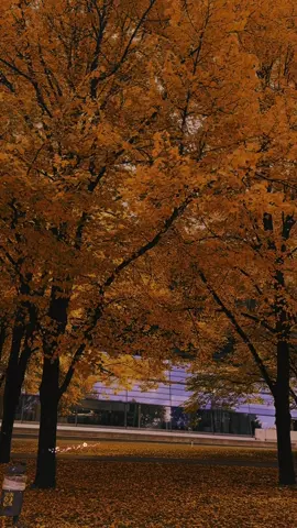 #تصميم_فيديوهات🎶🎤🎬 #محمد بلكو #foryou #اكسبلور #fyp 