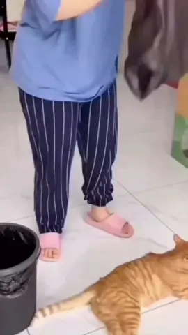 Tried to put my cat in a bag like that guy did, but I forgot my cat trained in martial arts 😭💀 now I’m the one getting beat up by a ninja cat 🐱🥋😂 #funnycat #comedy #fyp #catfightsback #mevayenpascal