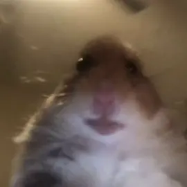 didn’t use the same one twice too #edit #hampster #hampter  #hamter #hamper