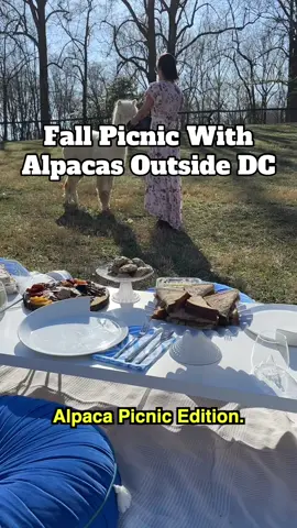 🦙✨ GIVEAWAY ALERT! We’re giving away a private Paca Picnic with @thepacapicnic for up to 8 guests at Alpaca Lane Criations in Upper Marlboro, Maryland! 🌾 This hidden gem just outside DC sets up a 2-hour picnic with friendly alpacas, peaceful farmland, and open skies. They handle the setup; tables, blankets, pillows, place settings, Bluetooth speaker, and a vintage umbrella. 🧺☀️ You just bring your food, drinks, and playlist. How to enter: check our IG post 📆 Available for select fall dates (check their site for availability) 📍 Alpaca Lane Criations: 15430 Mount Calvert Rd, Upper Marlboro, MD 20772 #dcspot #thingstodoindc #thingstodoinmd #dmvweekend #fallactivities  