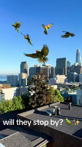 They’re SO LOUD 🦜 and I didn’t think they were heading my way- SURPRISE! ✨ #WildParrots #SanFrancisco #BirdsOfTikTok #UrbanWildlife  #DailyMagic 