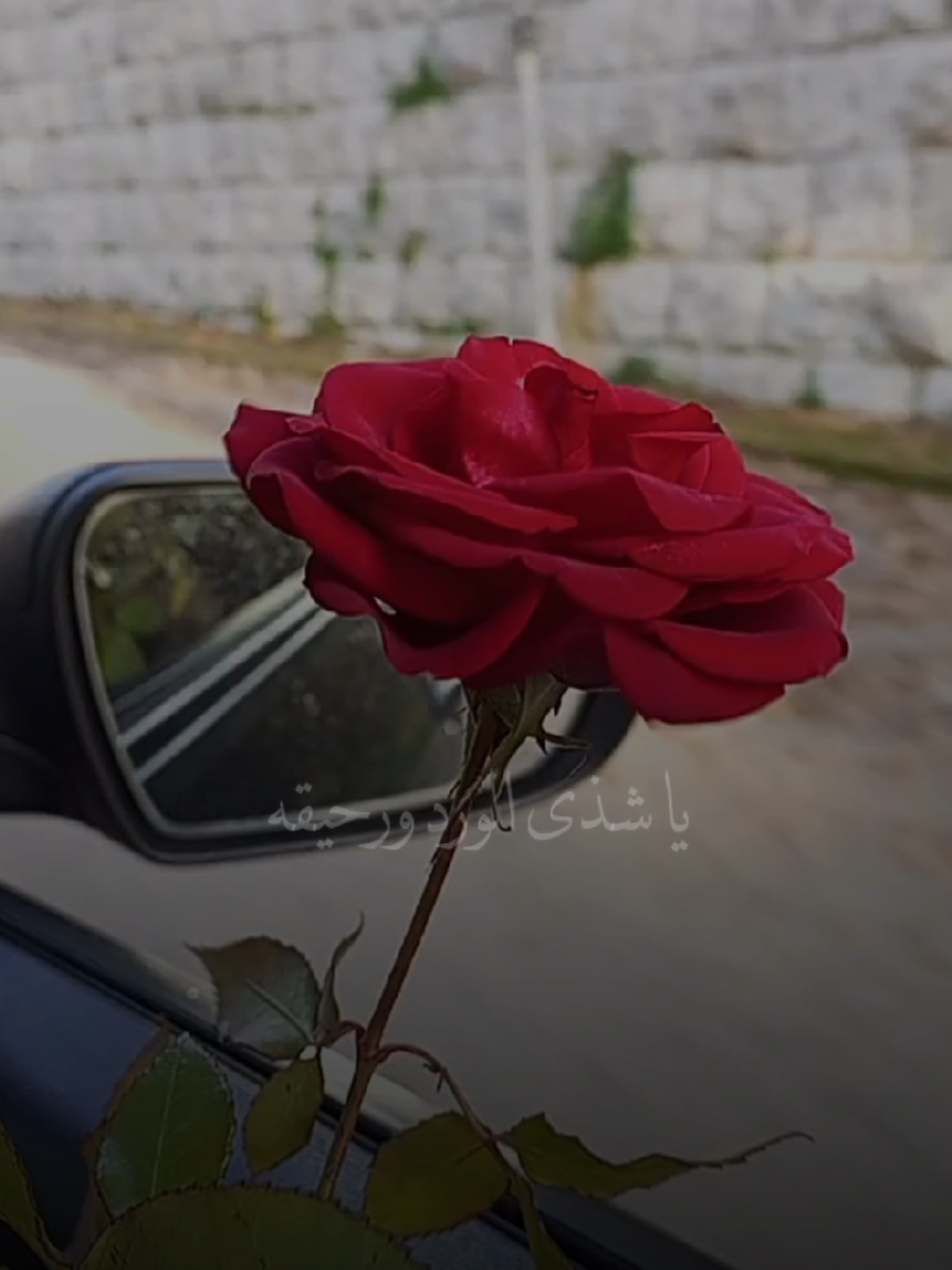 انت صرت اقرب لي مني ❤️✨ #نوال_الكويتيه #اكسبلور #lavendr81 #منشن #CapCut 