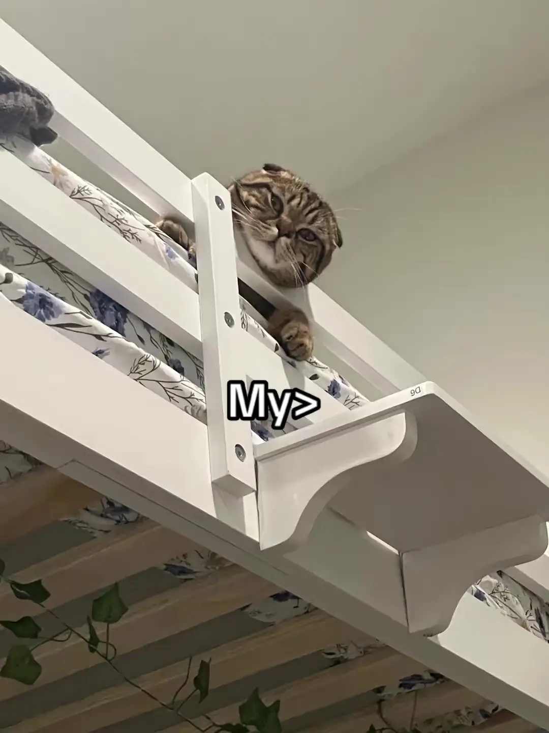 #fyppppppppppppppppppppppp #fyp #plsdontflop #cats #boycat 