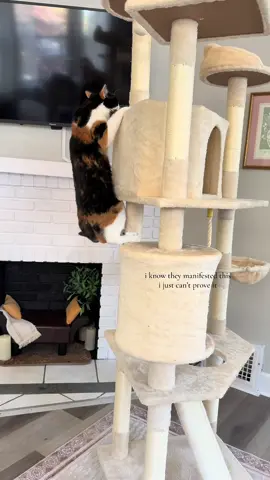 feel like a crazy cat mom all excited for them but IDDDCCC  #cattree #cats #catsoftiktok #fyp #fypシ  