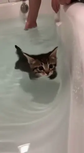 #kitten #swimming #catsoftiktok 
