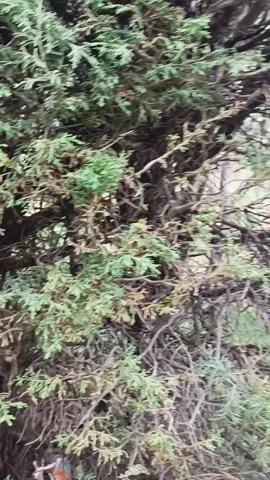 #lluvia #fyp #noche #musica 