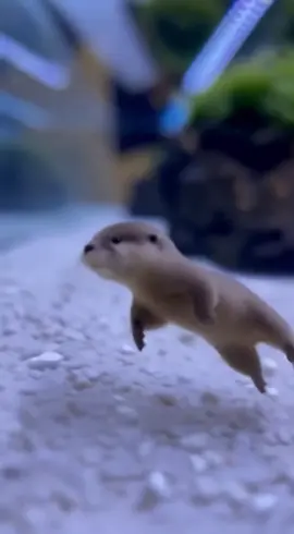 Micro nutria #viral #fyp #tiktok #pet 