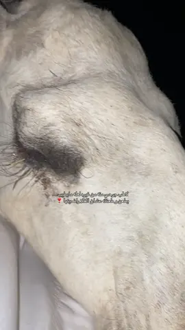 #اكسبلور #السلَي  #العطاوي #foryoupage #الوضح 