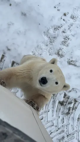 We made eye contact. HE LOVES ME I KNOW IT. 🥰  🇨🇦 #polarbears #churchill #pbi @Frontiers North Adventures 