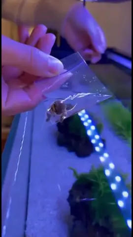 Micro nutria #viral #tiktok #fyp #pet 