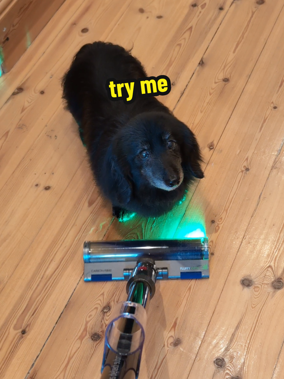 scared the 💩 out of him #dachshund #sausagedog #dogsoftiktok #dogtok #headempty 