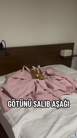 Aə eşitsənmi gö..nü sallamaxnan döyüle #meow #meowmeow #kəşfet #keşfet #cutecat 