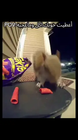 #اندومي_كوري_حار🍜🌞💞 #سنجاب #ضحكني_غصب_عني😭🤣 #اكسبلورexplore #مهابيل😜🤪 