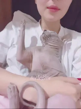 hayatımın anlamı 💗💗                        x          #ask #lovely #cats #sfenks #sphynxoftiktok 