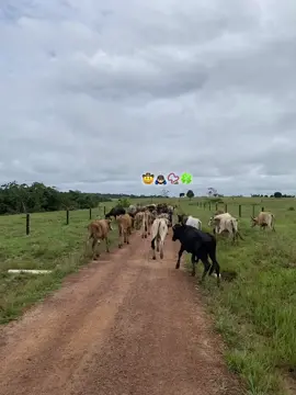 #parati #parati #viralvideos #ganaderia🐂 #vaquero🤠 