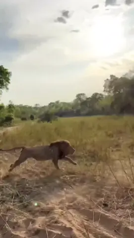 #wildifeanimals #AnimalLife #wildife 