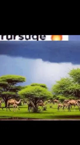 #dhaashane🎻🆎️🦅🦁✅️ #barigahargaisa🤴🏽🦁 #cerigaabosomaliland💚❤️🤍 #tiktok2025🤍❤️💚💬 #tiktok2025🤍❤️💚💬 