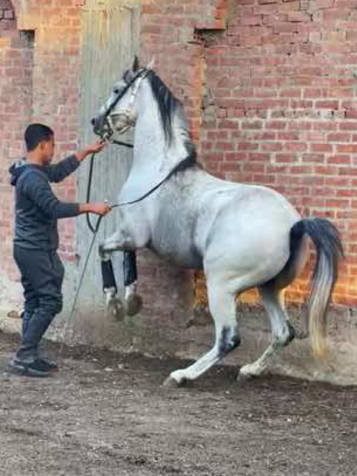 #اذكروا_الله #خيل_وخياله🐎 #الخيول_عشق_لاينتهي #خيل #الخيل_من_خيالها  ♠️