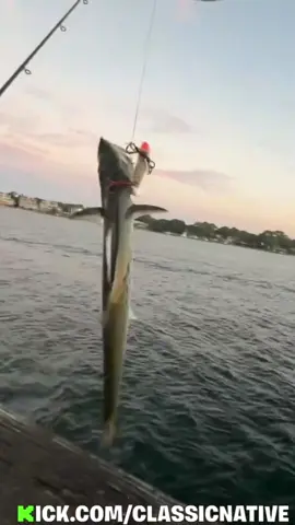 Spanish Mackerel were biting good today, but he wasn’t happy to be out the water #fishing #fishtok #fishinglife 