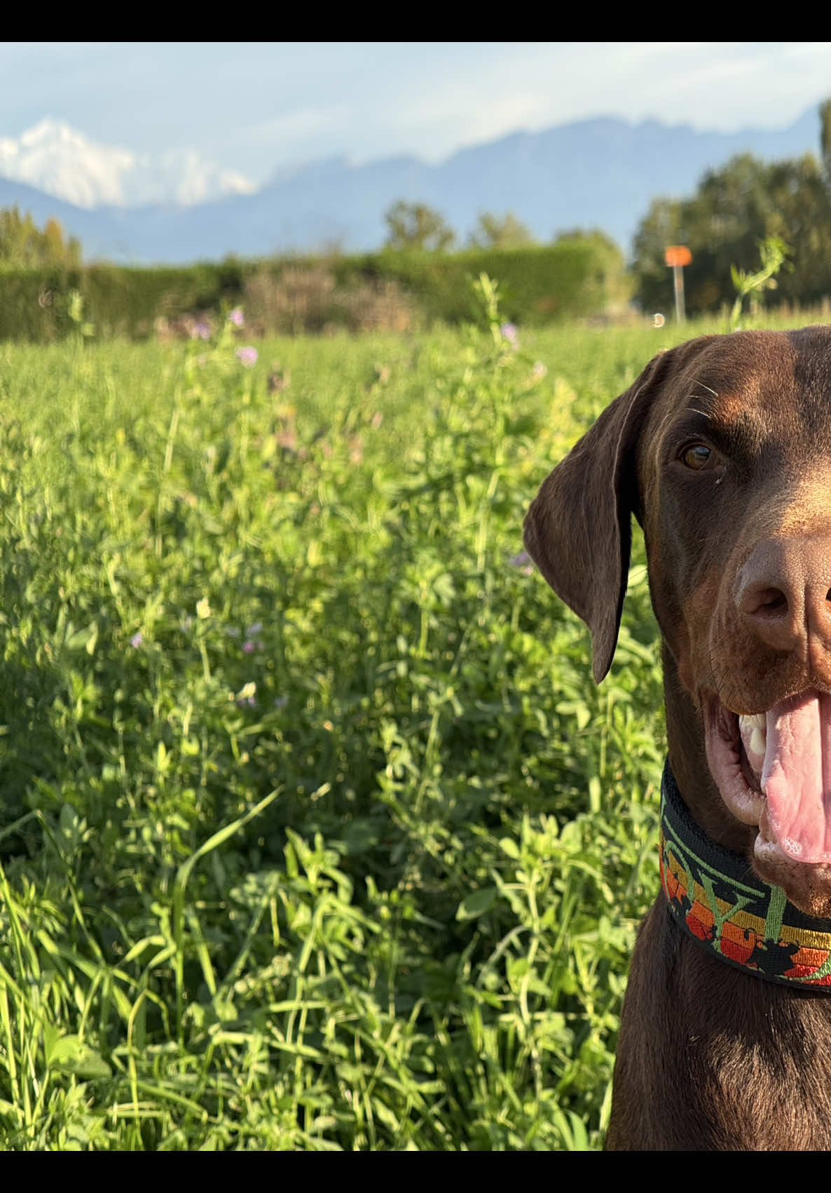 Mon binôme ♾️ #dobermannlove #doggy #lovedog #dobermanntraining #dobermandog 