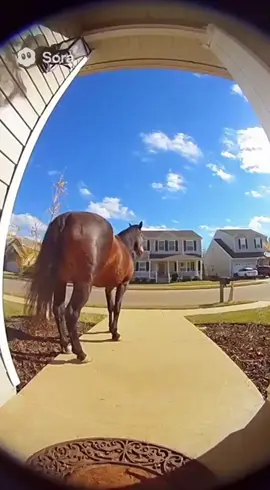 #fyp #sora #ai #horse #wtf 