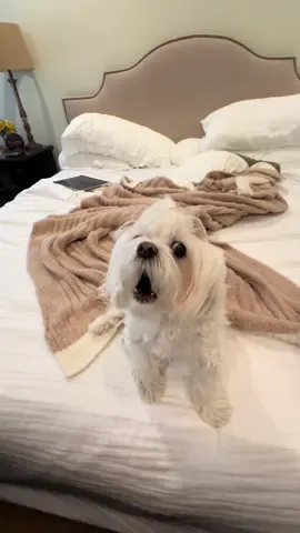 #foryourpage #fypシ #dog #wtf