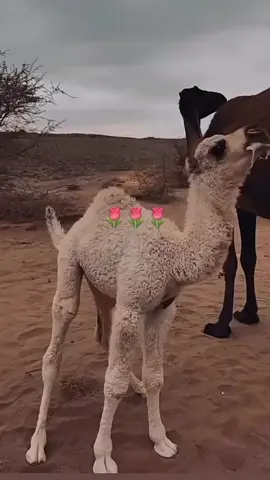افرق🤣🤣