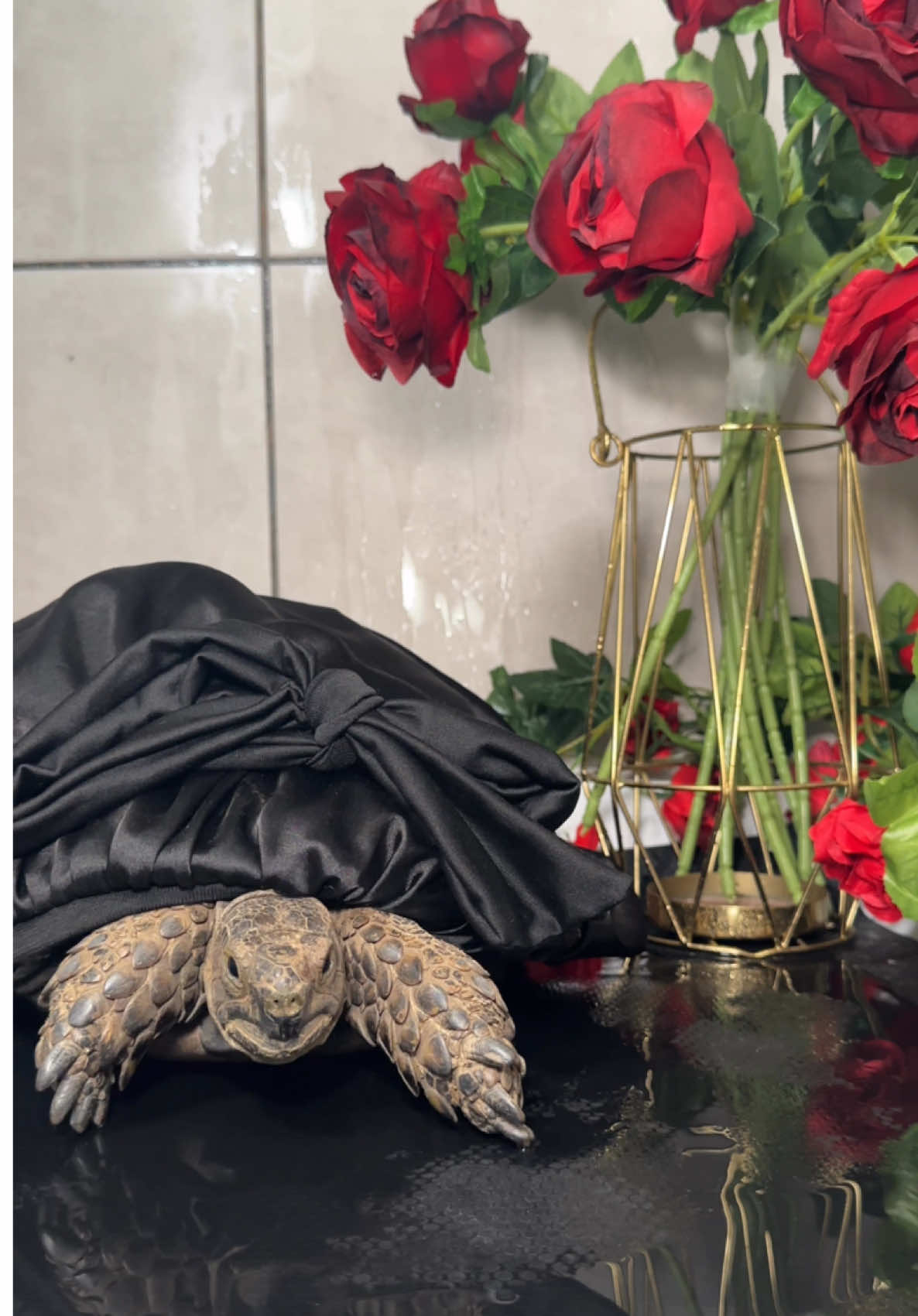 Self-care day.  #tortoise #tortoiseshower #tortoisebath #pettortoise 