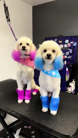 I can’t get over how cute they are 😭 all dye products used are @OPAWZ brand and are 100% pet safe 