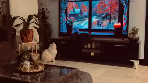 🤍🖤 #tiktokiraq #trending #cat #cats #foryou 