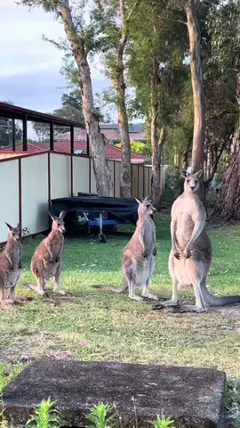 🦘🚔 Kangaroo cops out here keeping the neighbourhood safe #kangaroo #australia #wildlifeencounters #meanwhileinaustralia #cuteanimals 