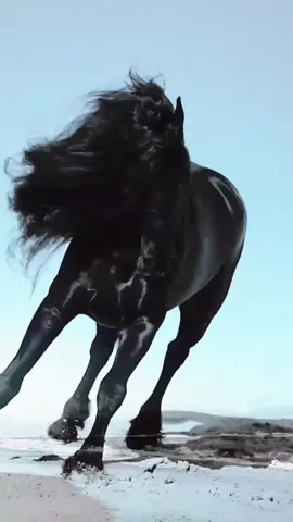 🐎LEA🐴DER🐎 Friеsian horse. color Black originating.North Netherlands. Distinctive features. Good muscles , thick mane and tail , feather on the lower legs , high mobility.  #horse #caballos #viralvideo #horses #fyp 