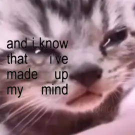 #fyp #videoviral #catcore #Love #cutecat 