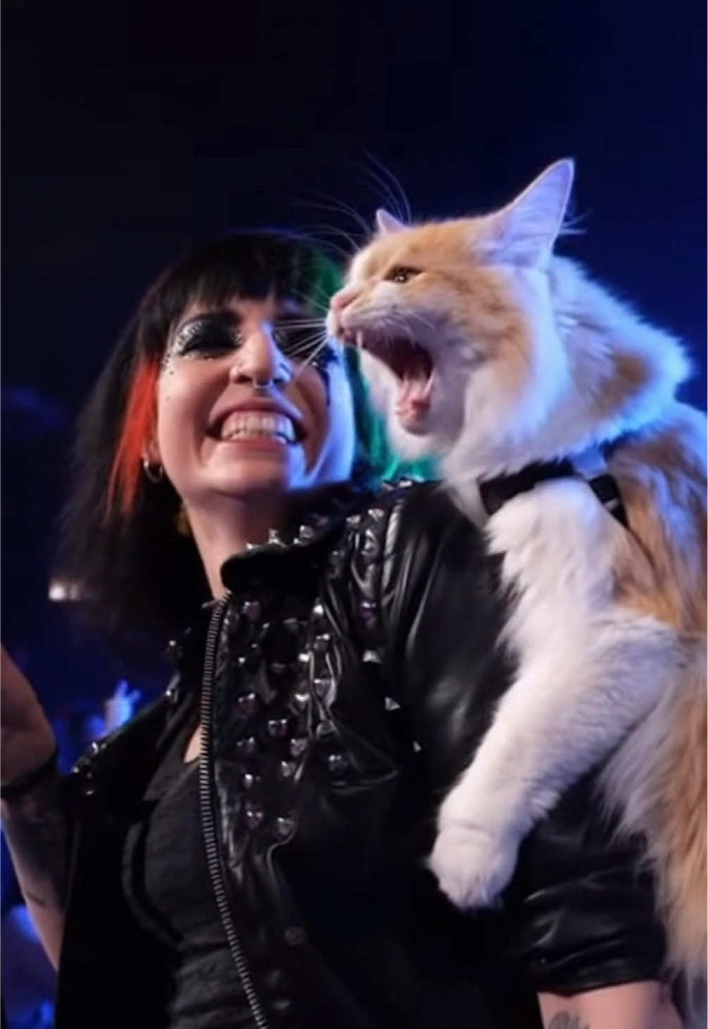 Catcore  #catvideos #metalmemes #funny 