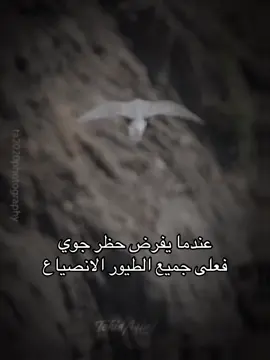صقر الشاهين. . . . #لايك #ناشيونال_جيوغرافيك #catlover #حيوانات #shakeittothemax          