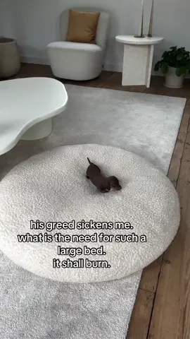 he doesnt want it i can tell #spirituality #puppy 