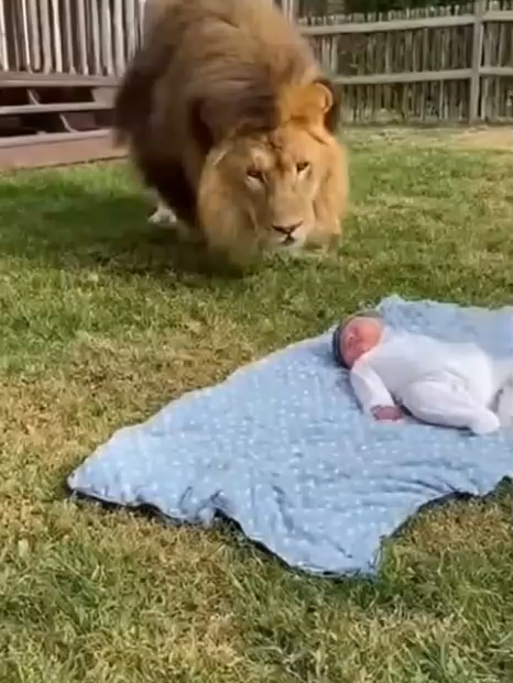 Lion Attack On Sleping Baby Dogs Save The Baby #viral #viralvideo #Cctv #foryoupage