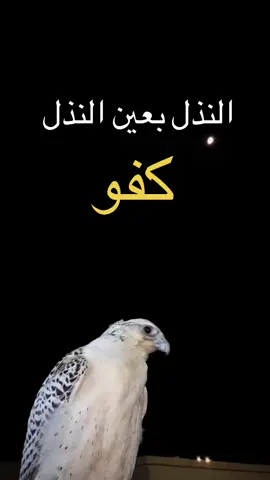 #فلسطين_أحساس_شاعر_لايك_فضلآ_وليس_أمرآ 