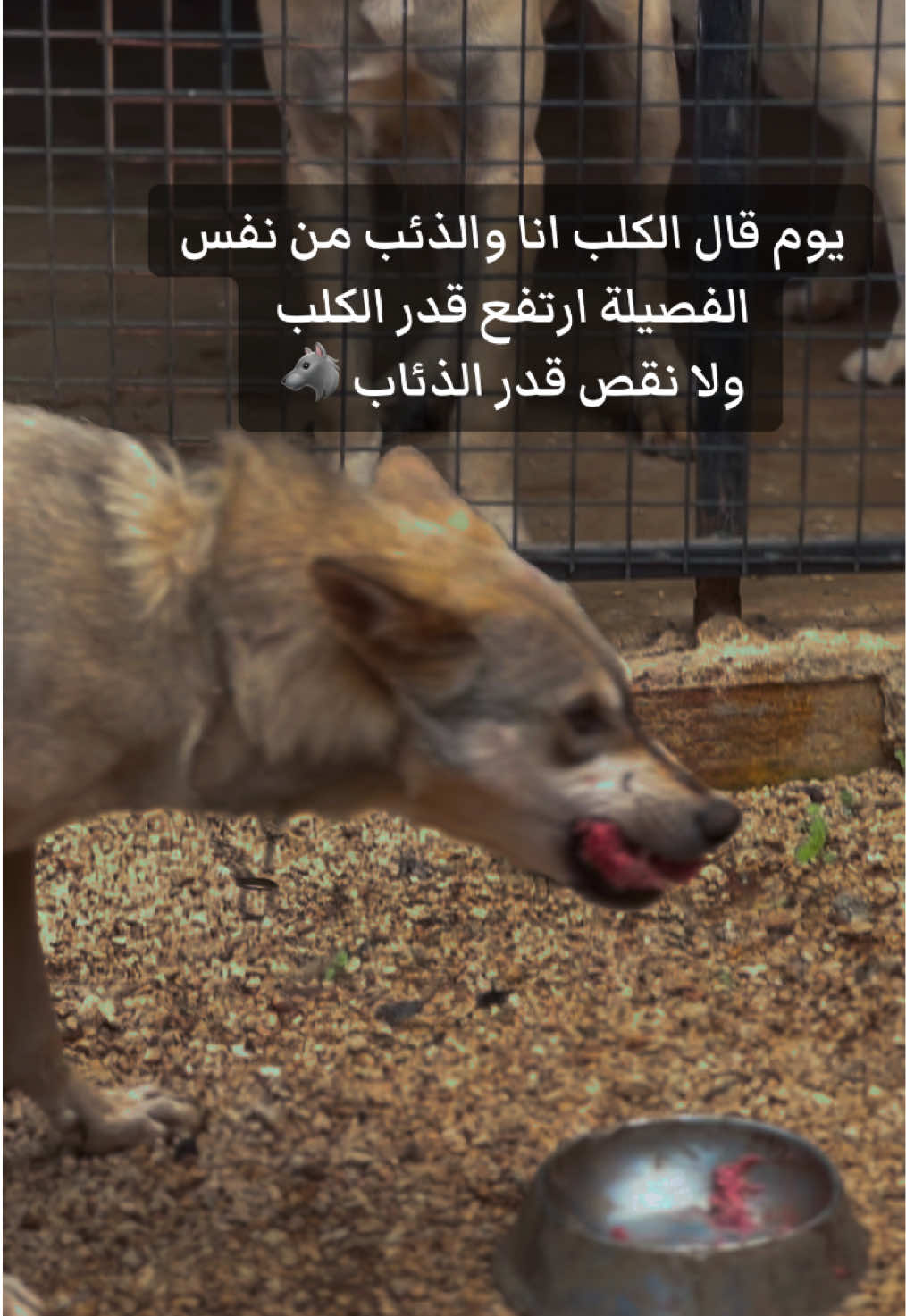 م قال الكلب انا والذئب من نفس الفصيلة ارتفع قدر الكلب  ولا نقص قدر الذئاب 🐺 . . . . . . . #wolf #wolfdog #wolflover #viraldog #explore 