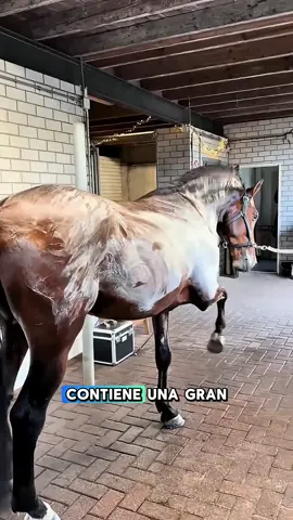 Caballos cubiertos de espuma blanca #horse #sweat #training #foam 