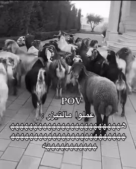 فوتوفوتو ههههههههههههههه #ضحك #اكسبلورexplore #foryoupage #fyppppppppppppppppppppppp #fyp 